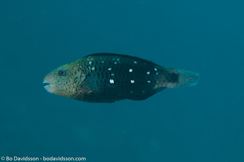 BD-150226-Sharm-6995-Chlorurus-sordidus-(Forsskål.-1775)-[Daisy-parrotfish].jpg